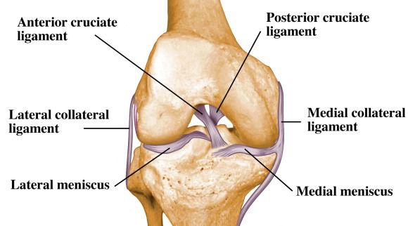 Knee & Shoulder Surgery